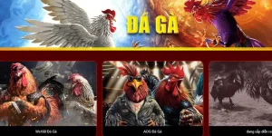 Đá Gà Hubet – Trải Nghiệm Cá Cược Đỉnh Cao Tại Sảnh Đá Gà Uy Tín